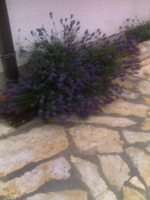 Apartment Tuja Jadrtovac Ruang foto