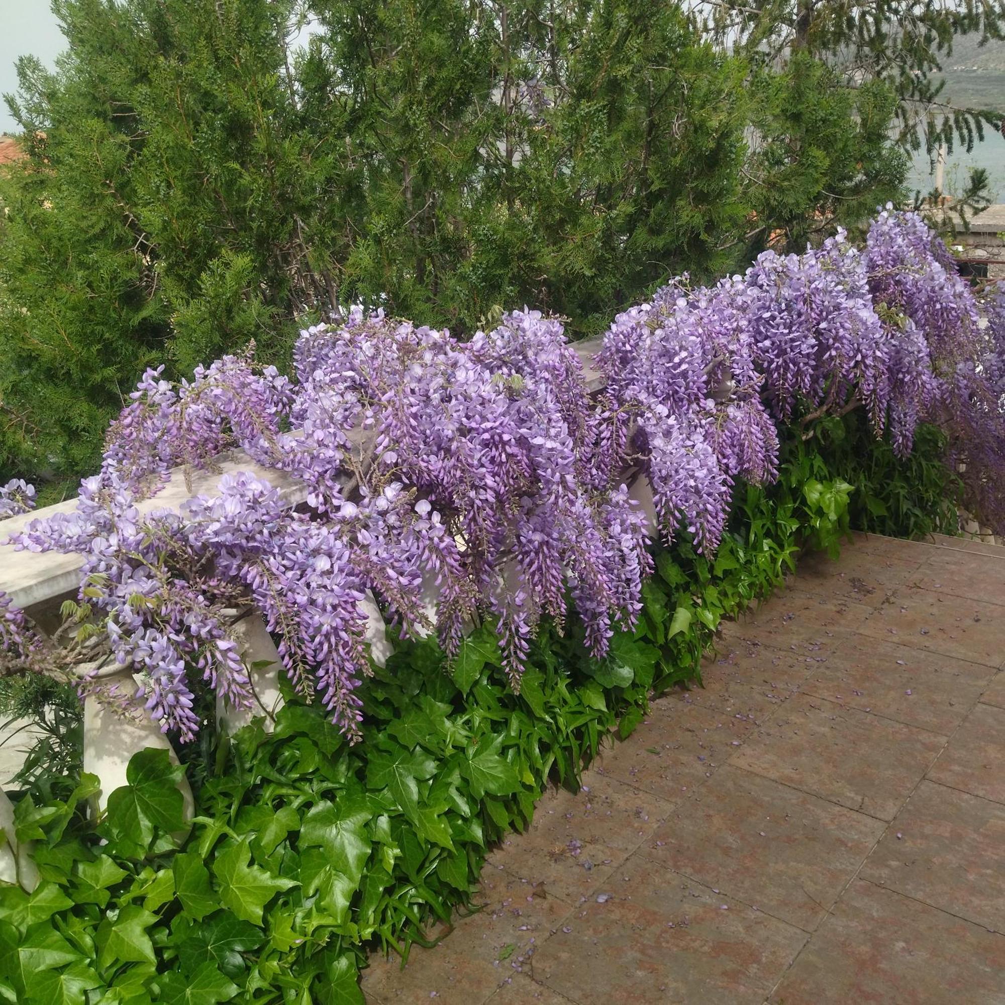 Apartment Tuja Jadrtovac Bagian luar foto